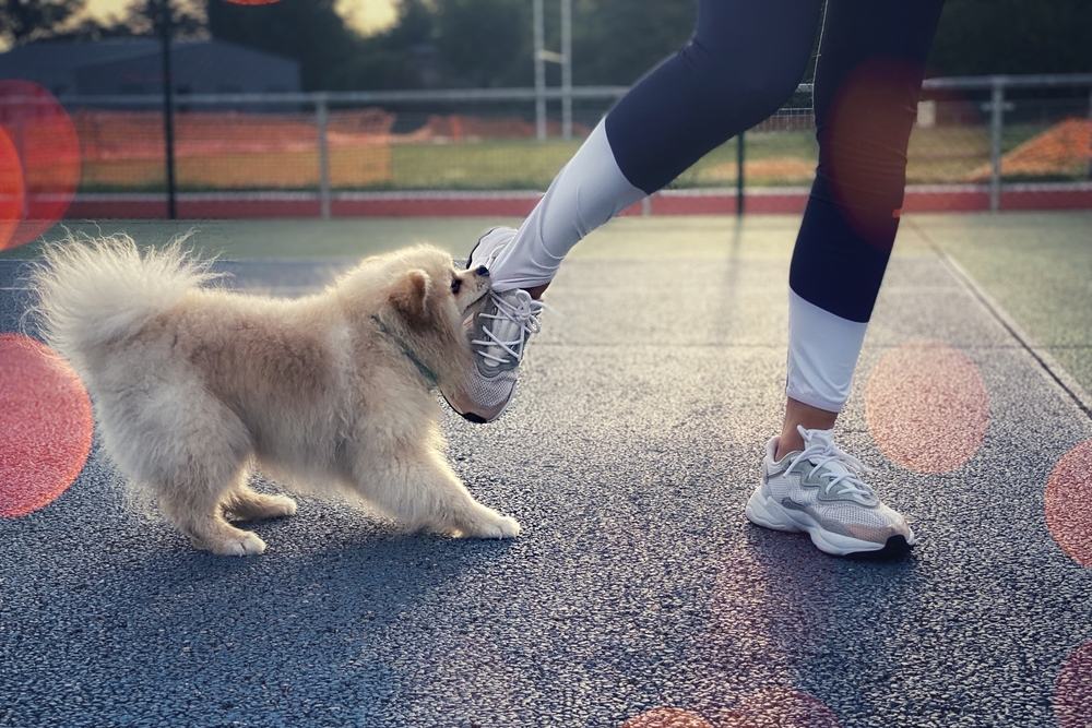 What If I Was Partially Responsible For The Dog Bite