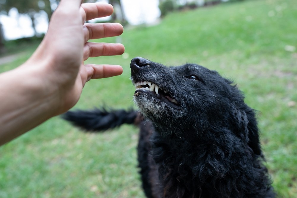 Understanding Dog Bite Laws: Who Is Liable in California?