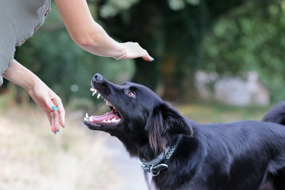 When to Seek Legal Counsel After a Dog Bite Incident