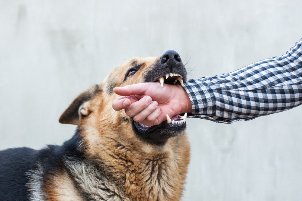 Dog Bite Injuries: What Compensation You Can Seek in California
