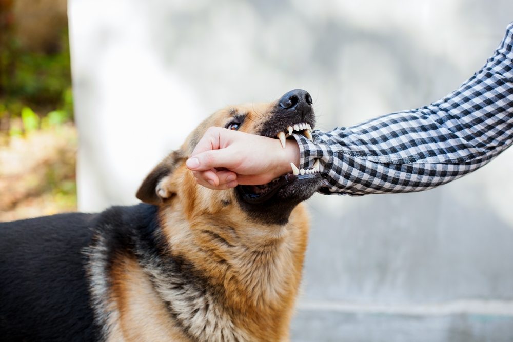 Why You Should Seek Legal Help After a Serious Dog Bite Injury