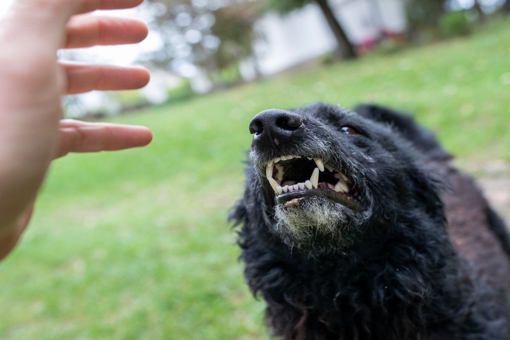 Why Dog Bite Injuries Often Lead to Higher Medical Costs