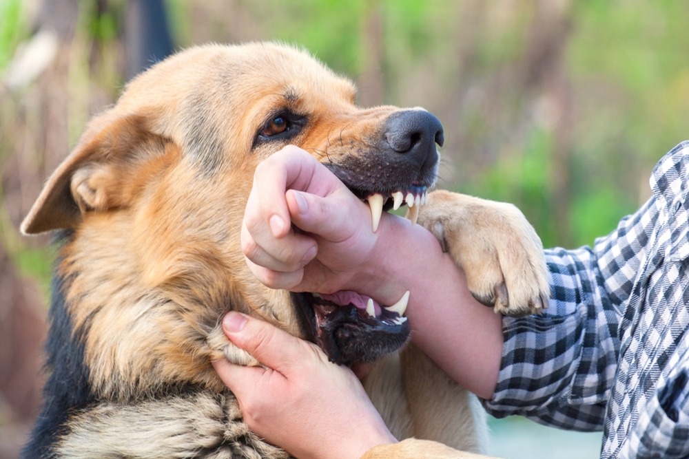 When a Dog Bite Causes Permanent Nerve Damage