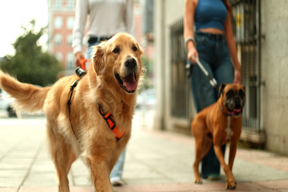 Dog Owners May Be Liable for Bite Injuries on Public Property