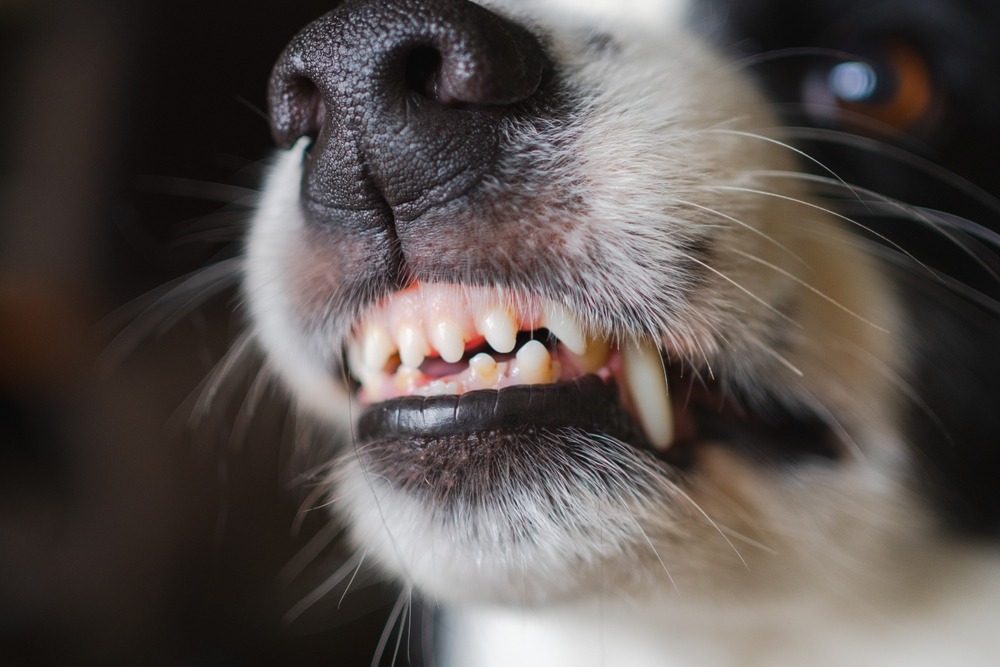 Why Dog Bite Infections Can Lead to Serious Medical Complications