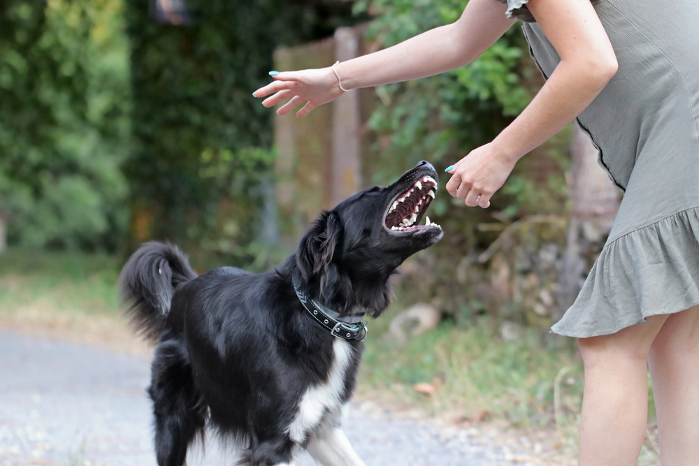 What Makes a Dog Bite Injury More Serious Than It First Appears