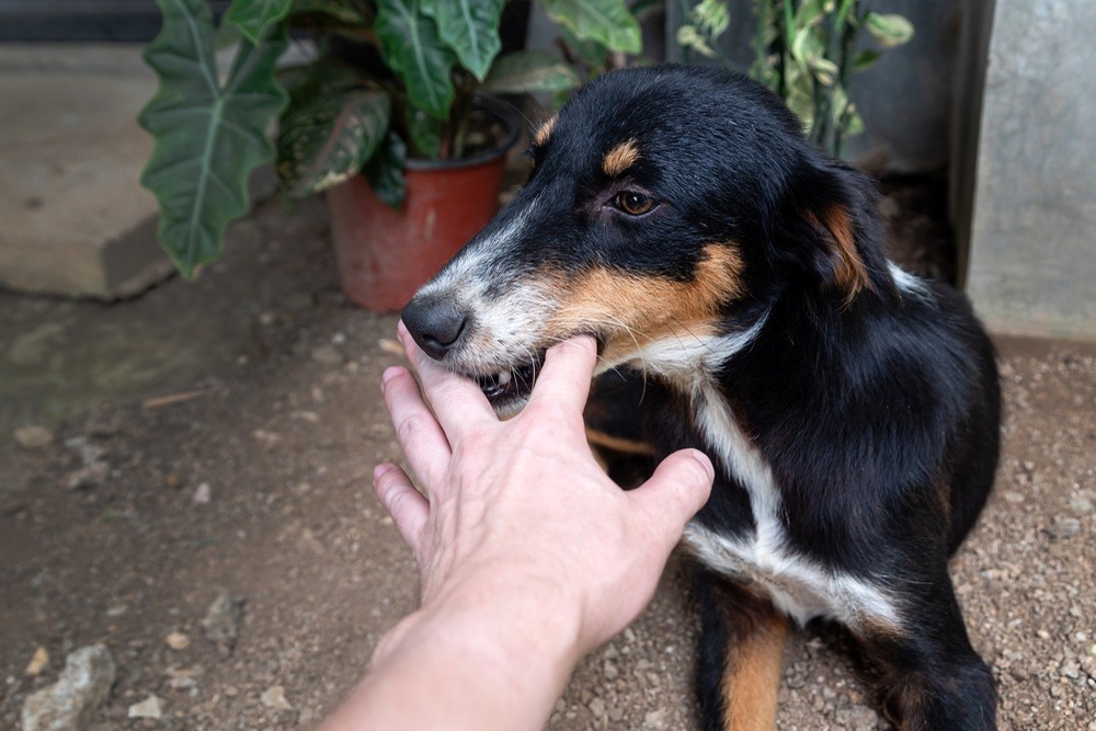When a Dog Bite Causes Permanent Finger Damage