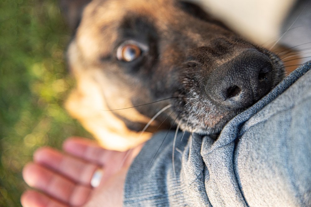 When a Dog Bite Causes Permanent Hand Damage