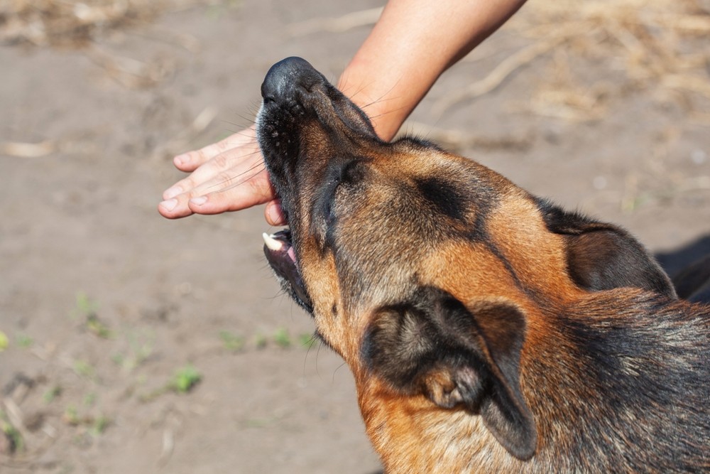 When a Dog Bite Causes Permanent Thumb Damage